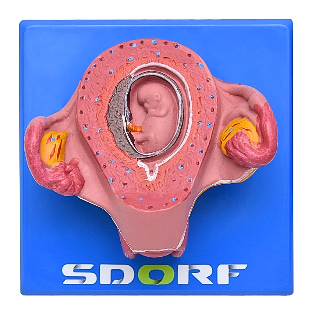 DESENVOLVIMENTO EMBRIONÁRIO EM 8 ESTÁGIOS - SD5068 - SDORF