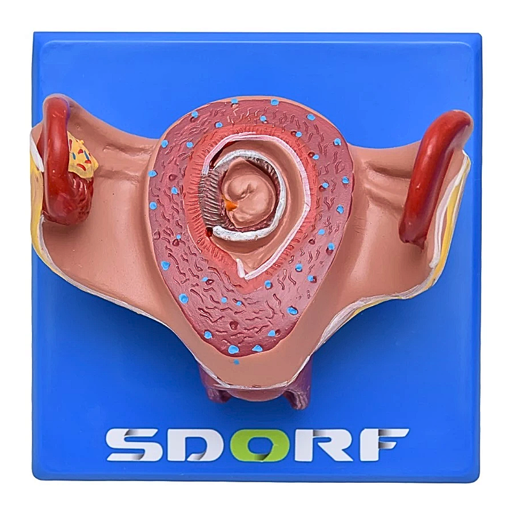 DESENVOLVIMENTO EMBRIONÁRIO EM 8 ESTÁGIOS - SD5068 - SDORF