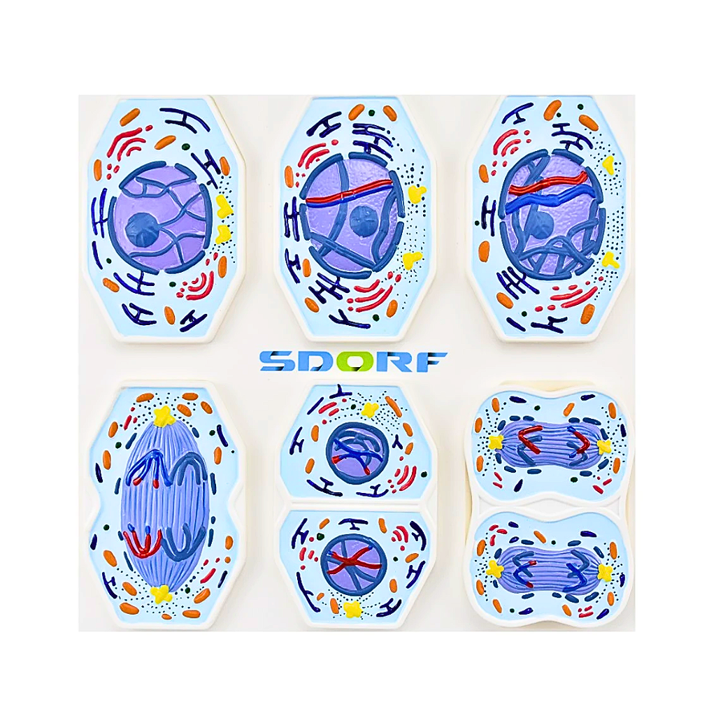 MEIOSE EM 10 FASES - SD5071 - SDORF