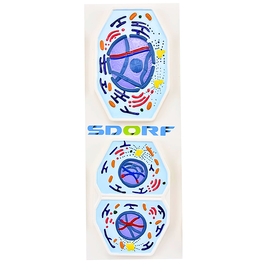 MEIOSE EM 10 FASES - SD5071 - SDORF