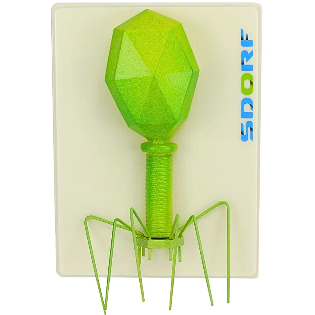 MODELO DE BACTERIÓFAGO - SD5078 - SDORF