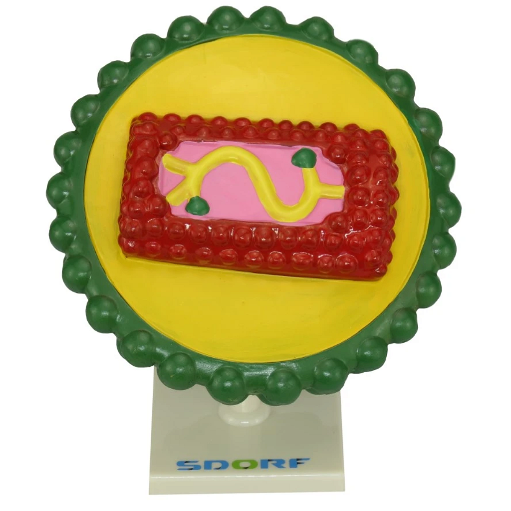 MODELO DE VÍRUS HIV - SD5079 - SDORF