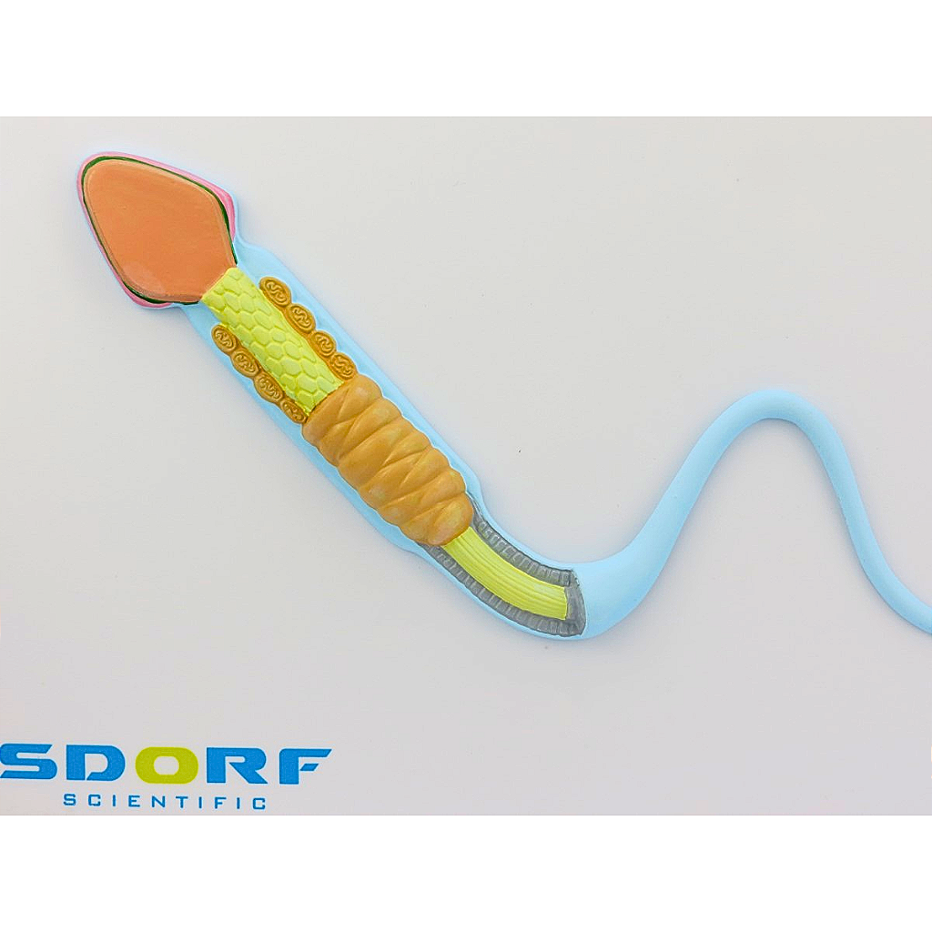 FORMAÇÃO DO ESPERMATOZOIDE - SD5081 - SDORF