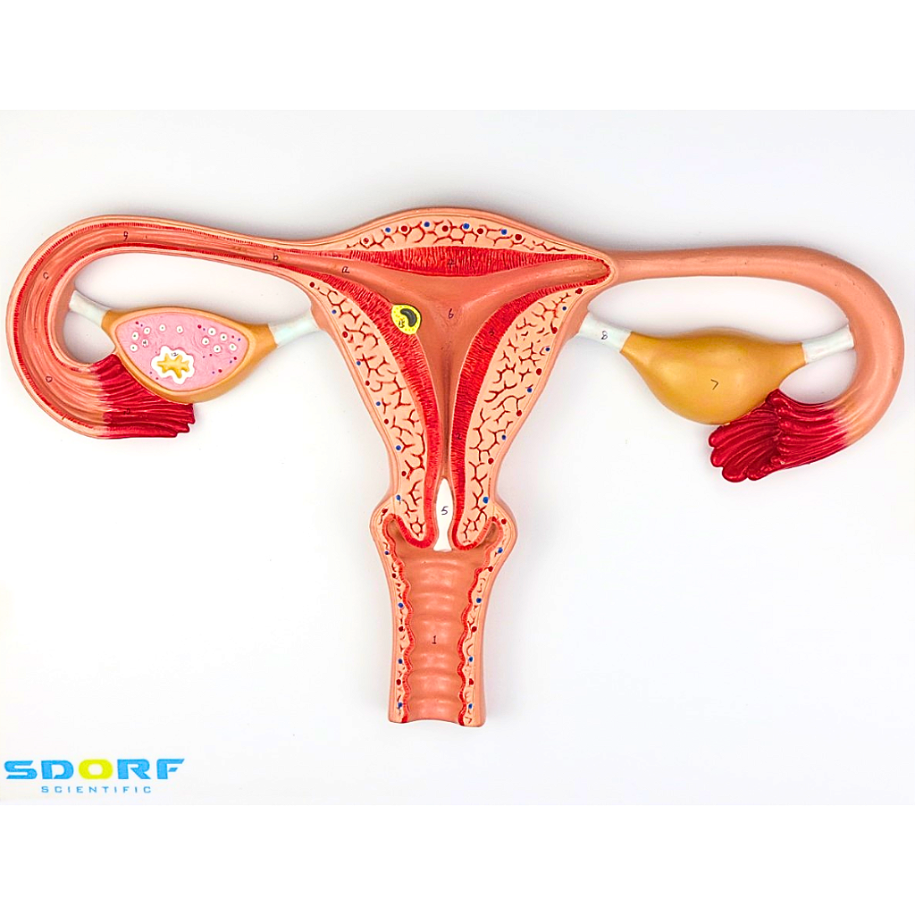 PROCESSO DE FERTILIZAÇÃO - SD5084 - SDORF