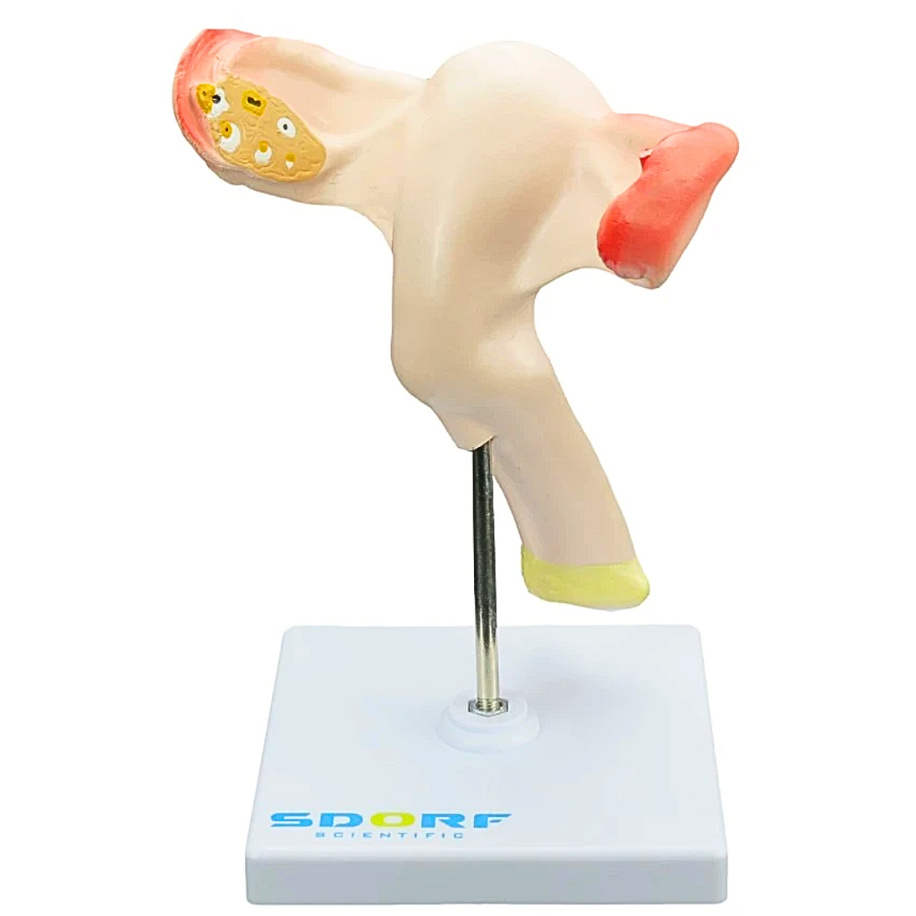 VAGINA COM ÚTERO EM TAMANHO REAL - SD5090 - SDORF