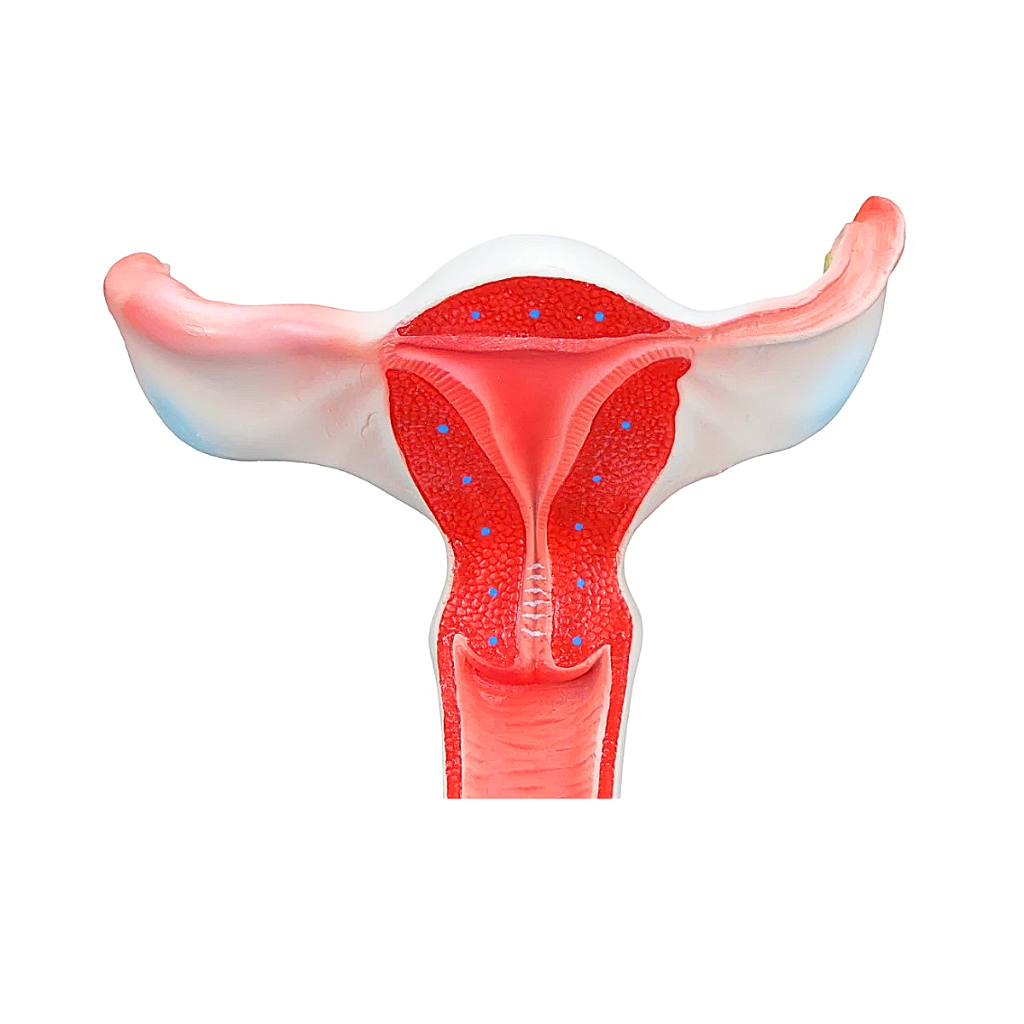 VAGINA COM ÚTERO EM TAMANHO REAL - SD5090 - SDORF