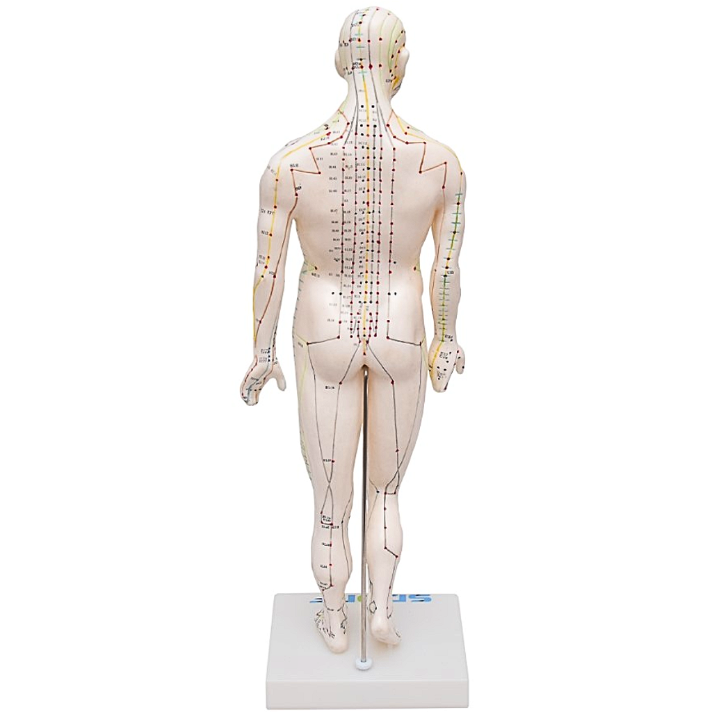 MODELO DE ACUPUNTURA MASCULINO DE 50CM - SD5098 - SDORF