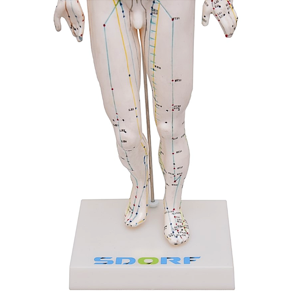 MODELO DE ACUPUNTURA MASCULINO DE 50CM - SD5098 - SDORF
