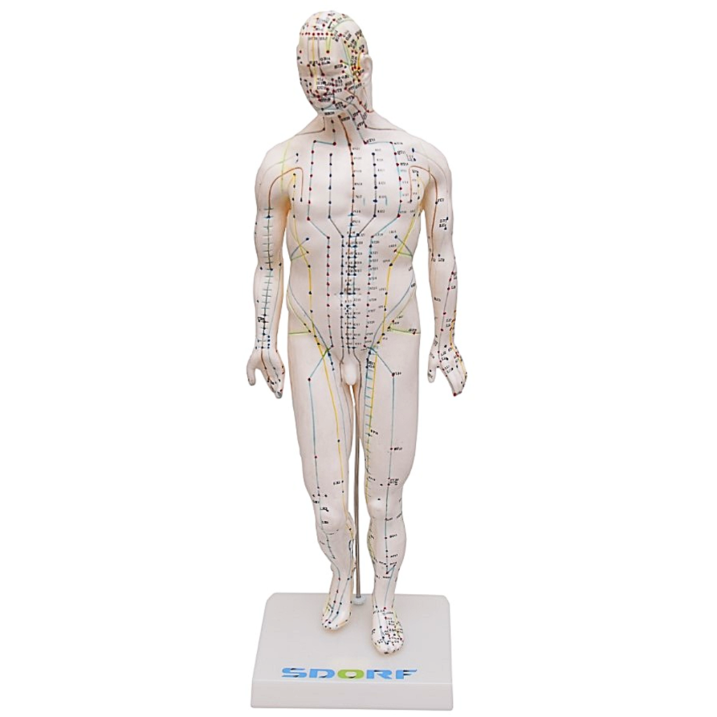 MODELO DE ACUPUNTURA MASCULINO DE 50CM - SD5098 - SDORF