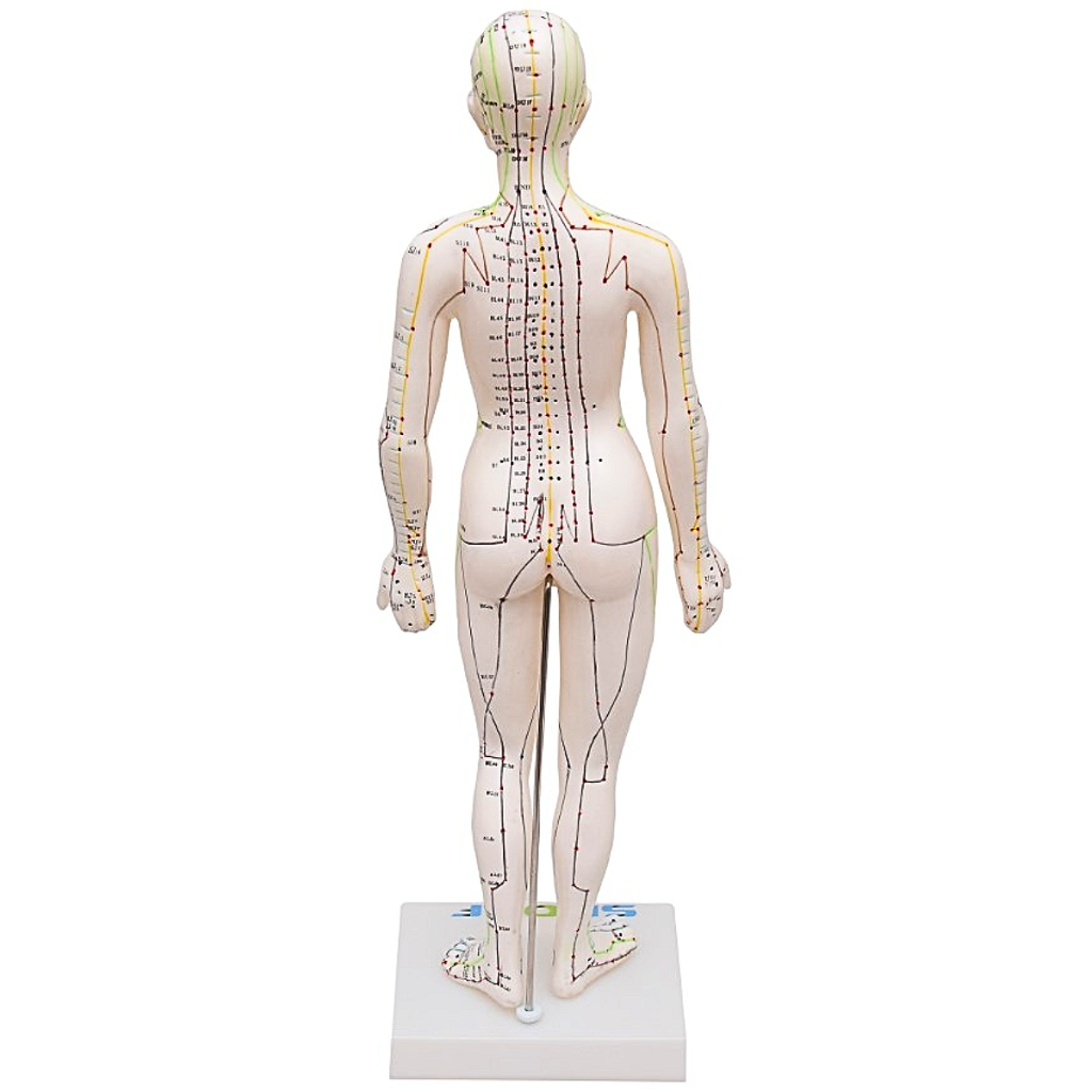 MODELO DE ACUPUNTURA FEMININO DE 50CM - SD5099 - SDORF