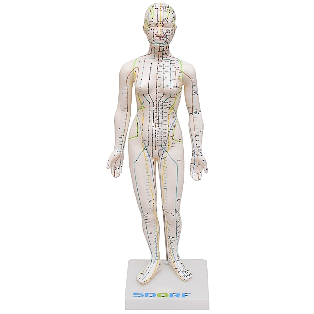 MODELO DE ACUPUNTURA FEMININO DE 50CM - SD5099 - SDORF