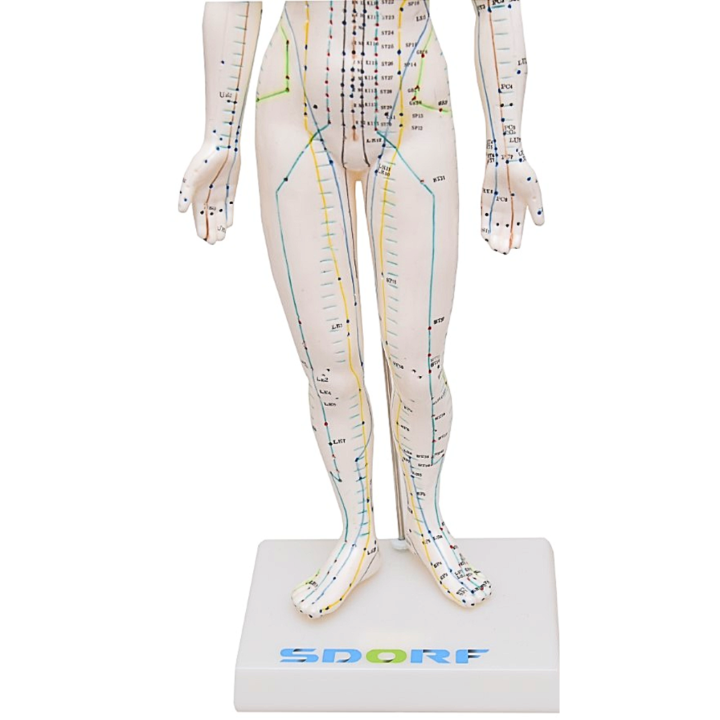 MODELO DE ACUPUNTURA FEMININO DE 50CM - SD5099 - SDORF