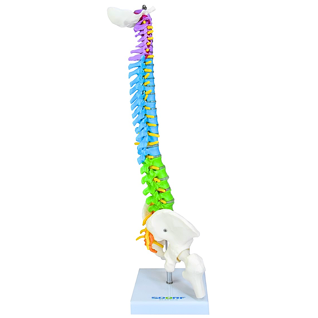 COLUNA VERTEBRAL COLORIDA E FLEXÍVEL DE 40 CM C/ BASE -SDORF