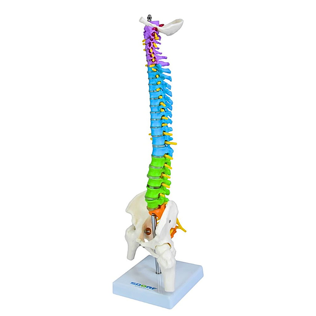 COLUNA VERTEBRAL COLORIDA E FLEXÍVEL DE 40 CM C/ BASE -SDORF
