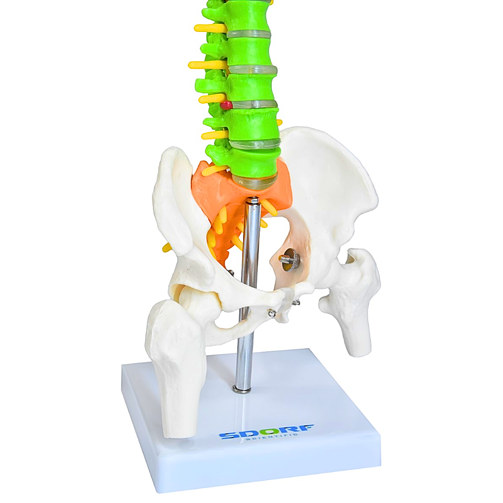 COLUNA VERTEBRAL COLORIDA E FLEXÍVEL DE 40 CM C/ BASE -SDORF