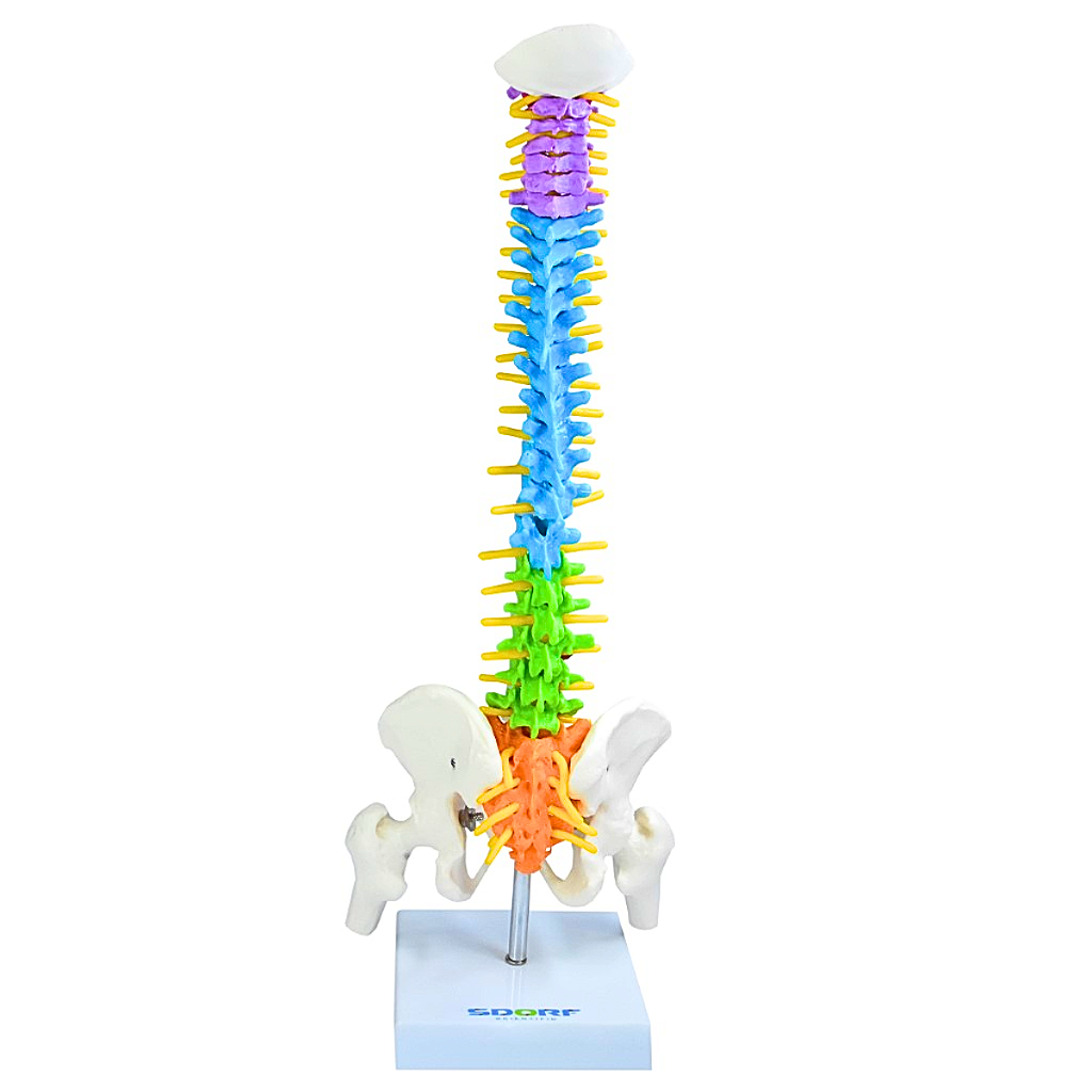 COLUNA VERTEBRAL COLORIDA E FLEXÍVEL DE 40 CM C/ BASE -SDORF