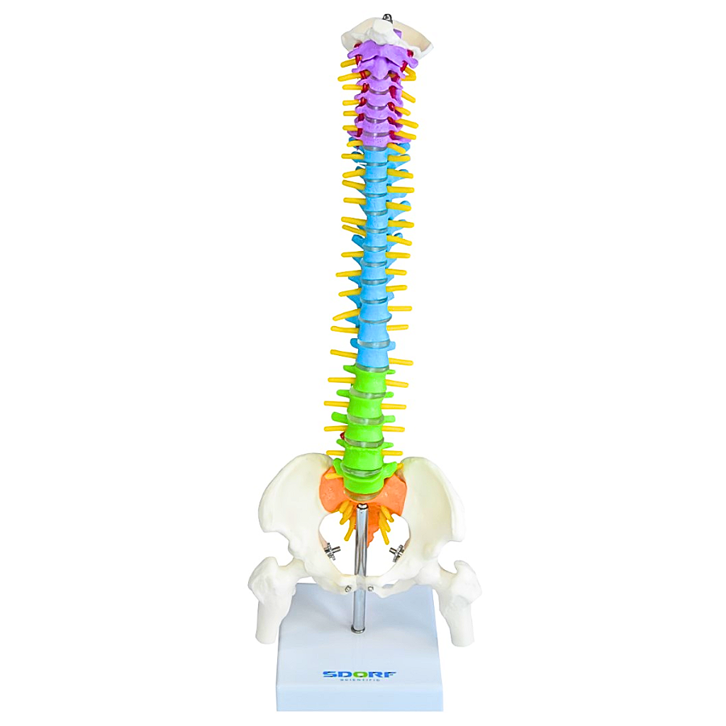 COLUNA VERTEBRAL COLORIDA E FLEXÍVEL DE 40 CM C/ BASE -SDORF
