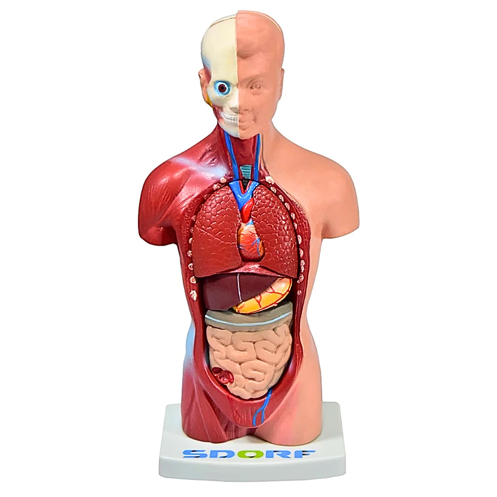TORSO HUMANO ASSEXUADO - 28 CM C/ 15 PARTES SD5022/E -SDORF