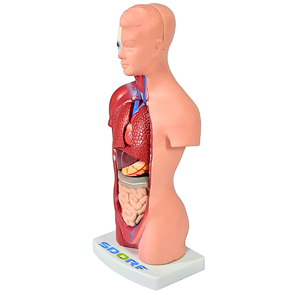 TORSO HUMANO ASSEXUADO - 28 CM C/ 15 PARTES SD5022/E -SDORF
