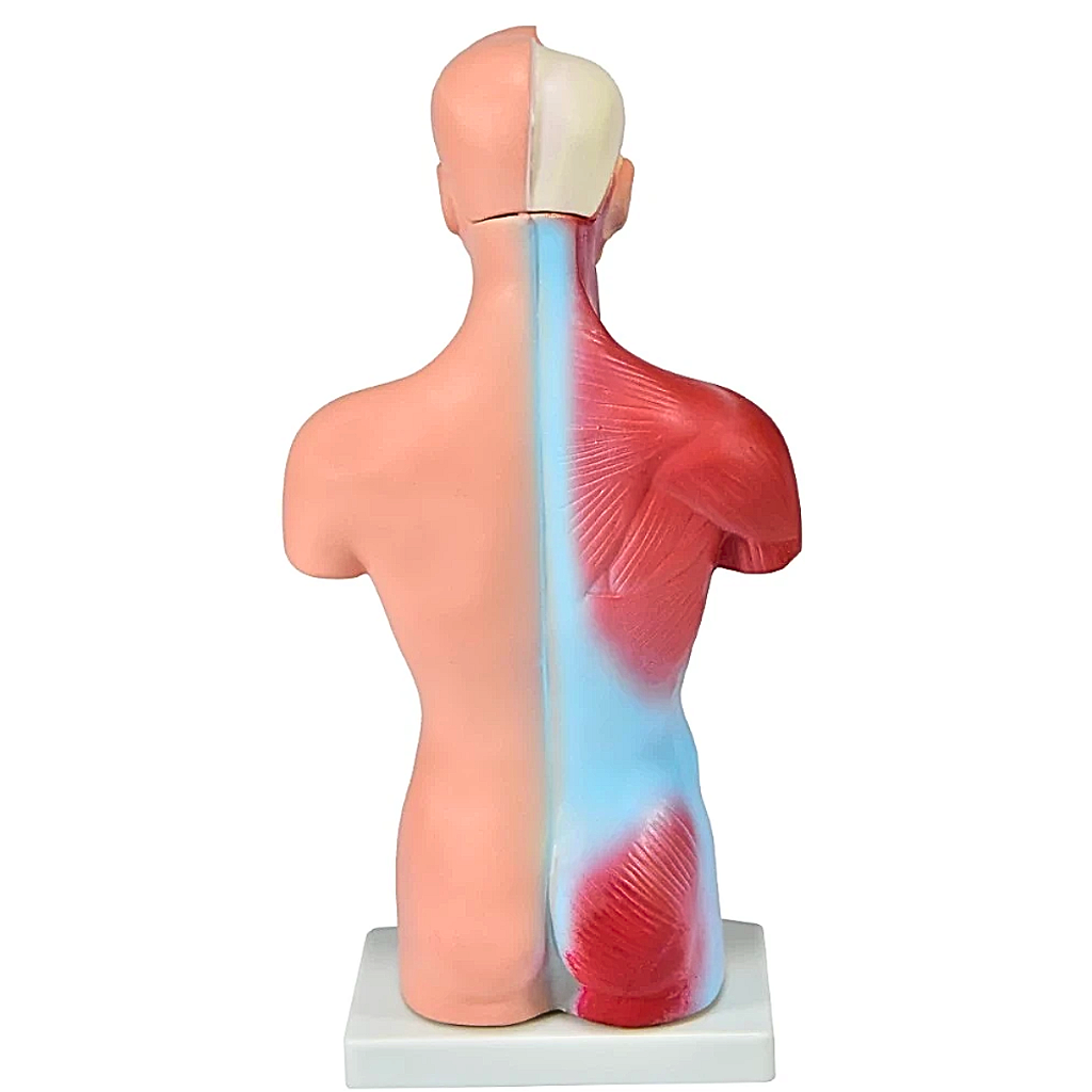 TORSO HUMANO ASSEXUADO - 28 CM C/ 15 PARTES SD5022/E -SDORF