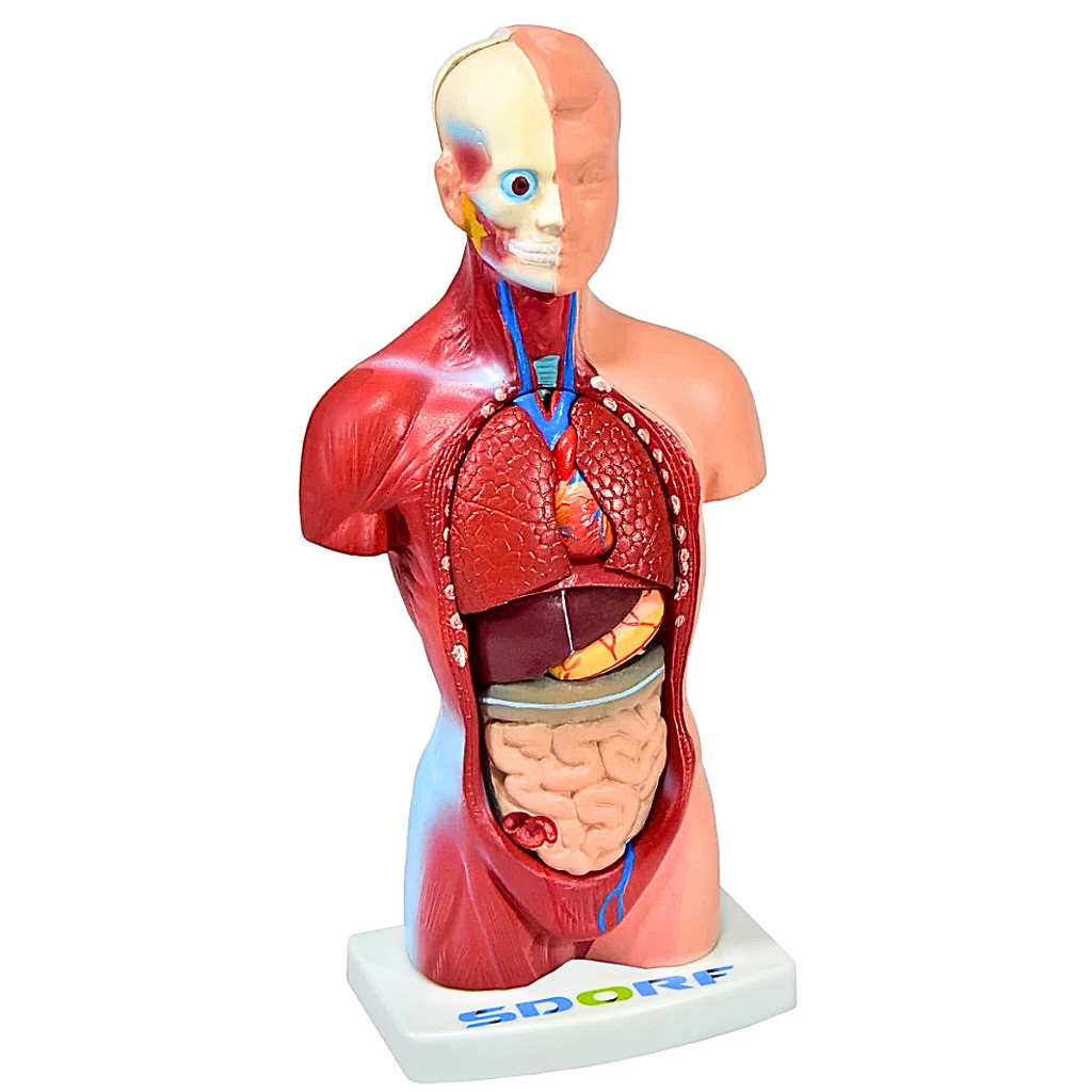 TORSO HUMANO ASSEXUADO - 28 CM C/ 15 PARTES SD5022/E -SDORF