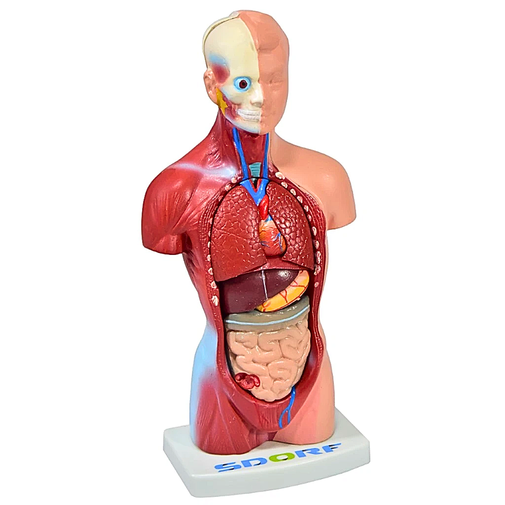 TORSO HUMANO ASSEXUADO - 28 CM C/ 15 PARTES SD5022/E -SDORF