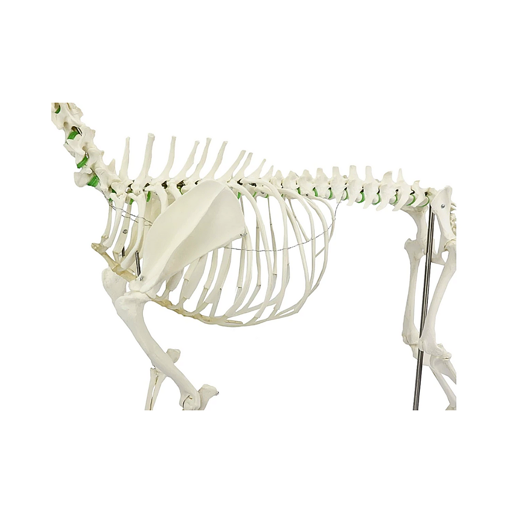 ESQUELETO DE CACHORRO DE PORTE GRANDE - SD9000 - SDORF