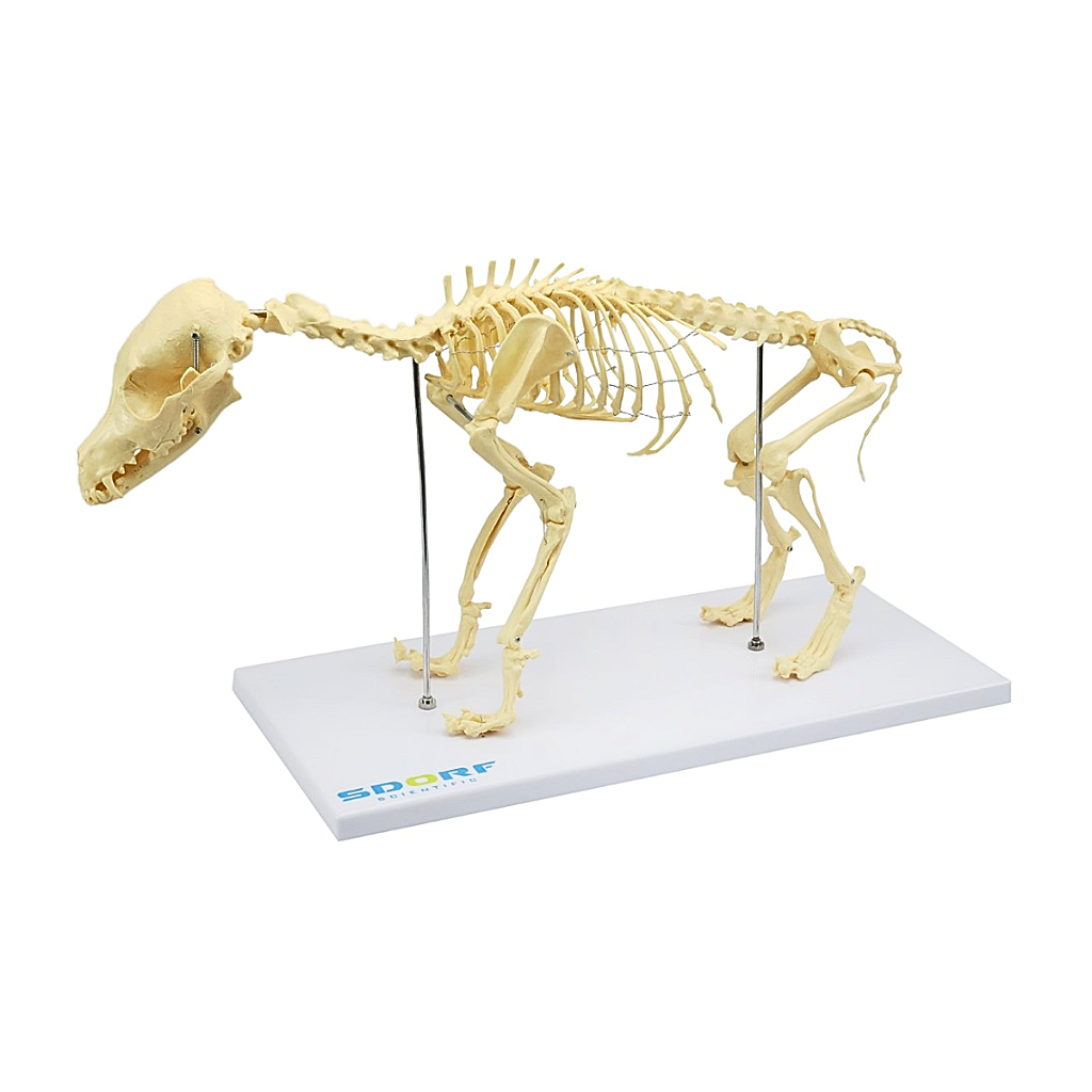 ESQUELETO DE CACHORRO DE PORTE PEQUENO - SD9100 - SDORF