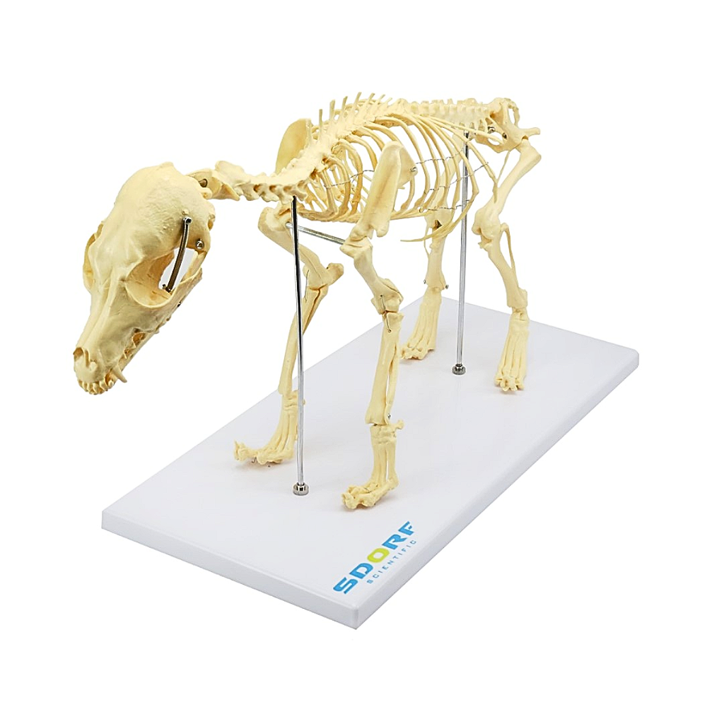ESQUELETO DE CACHORRO DE PORTE PEQUENO - SD9100 - SDORF
