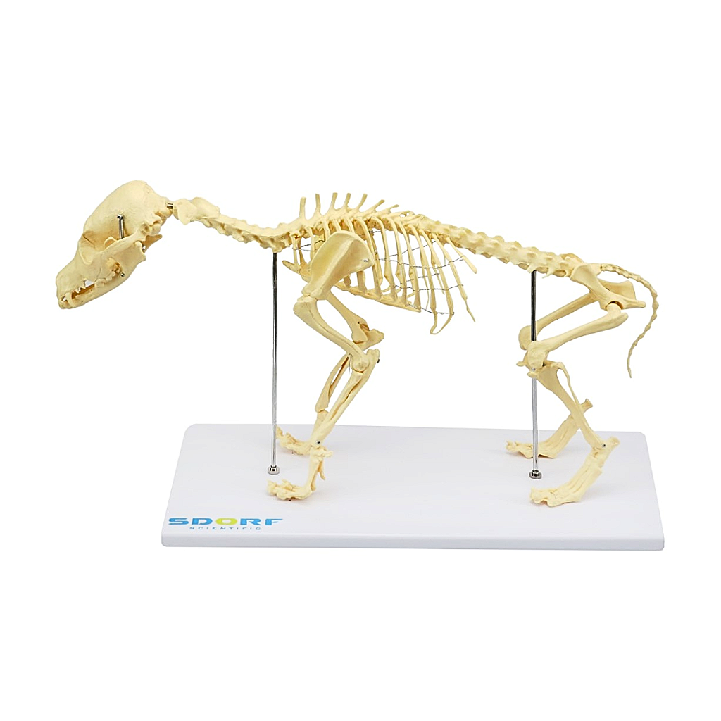 ESQUELETO DE CACHORRO DE PORTE PEQUENO - SD9100 - SDORF