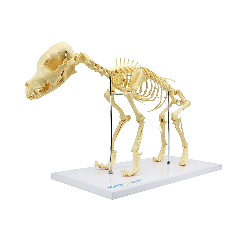 ESQUELETO DE CACHORRO DE PORTE PEQUENO - SD9100 - SDORF