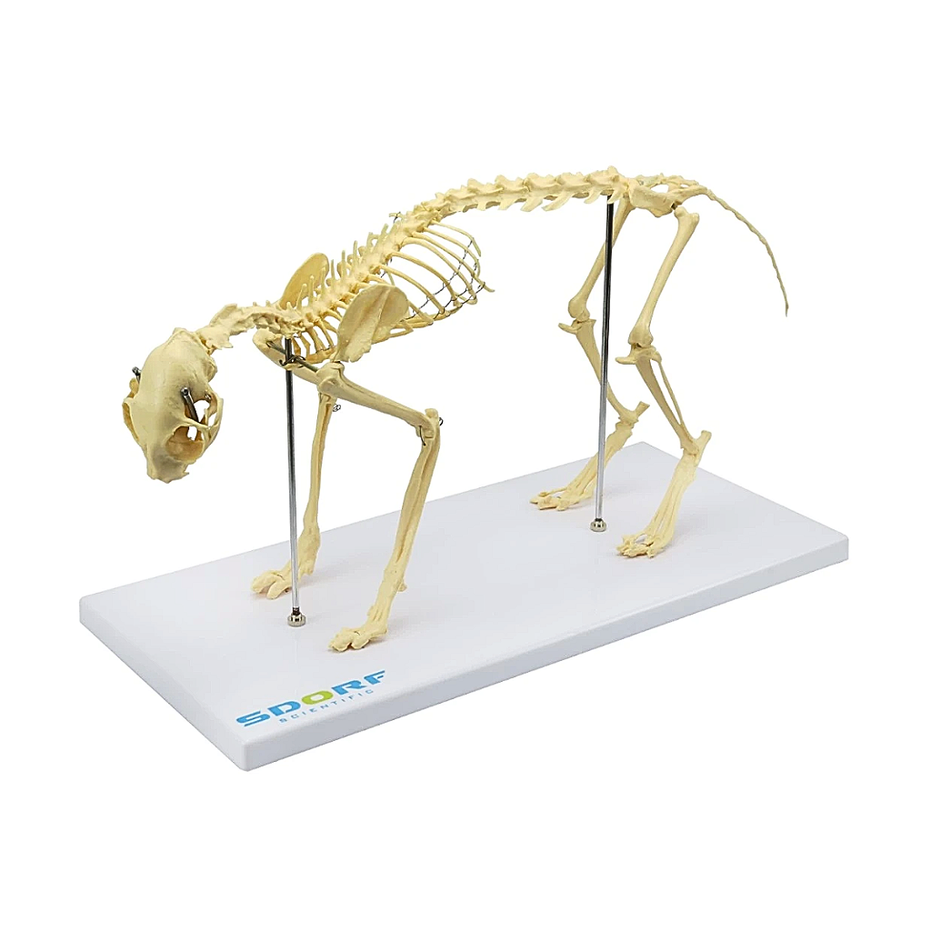 ESQUELETO DE GATO (RESINA PLÁSTICA) - SD9200 - SDORF