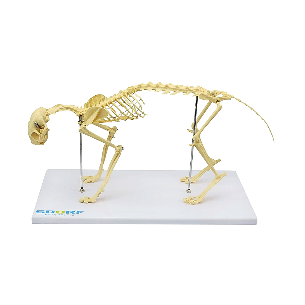 ESQUELETO DE GATO (RESINA PLÁSTICA) - SD9200 - SDORF