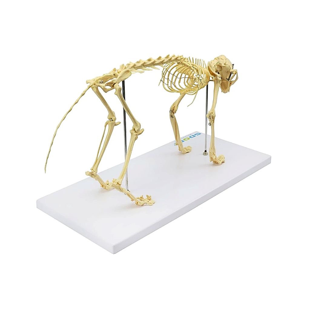 ESQUELETO DE GATO (RESINA PLÁSTICA) - SD9200 - SDORF