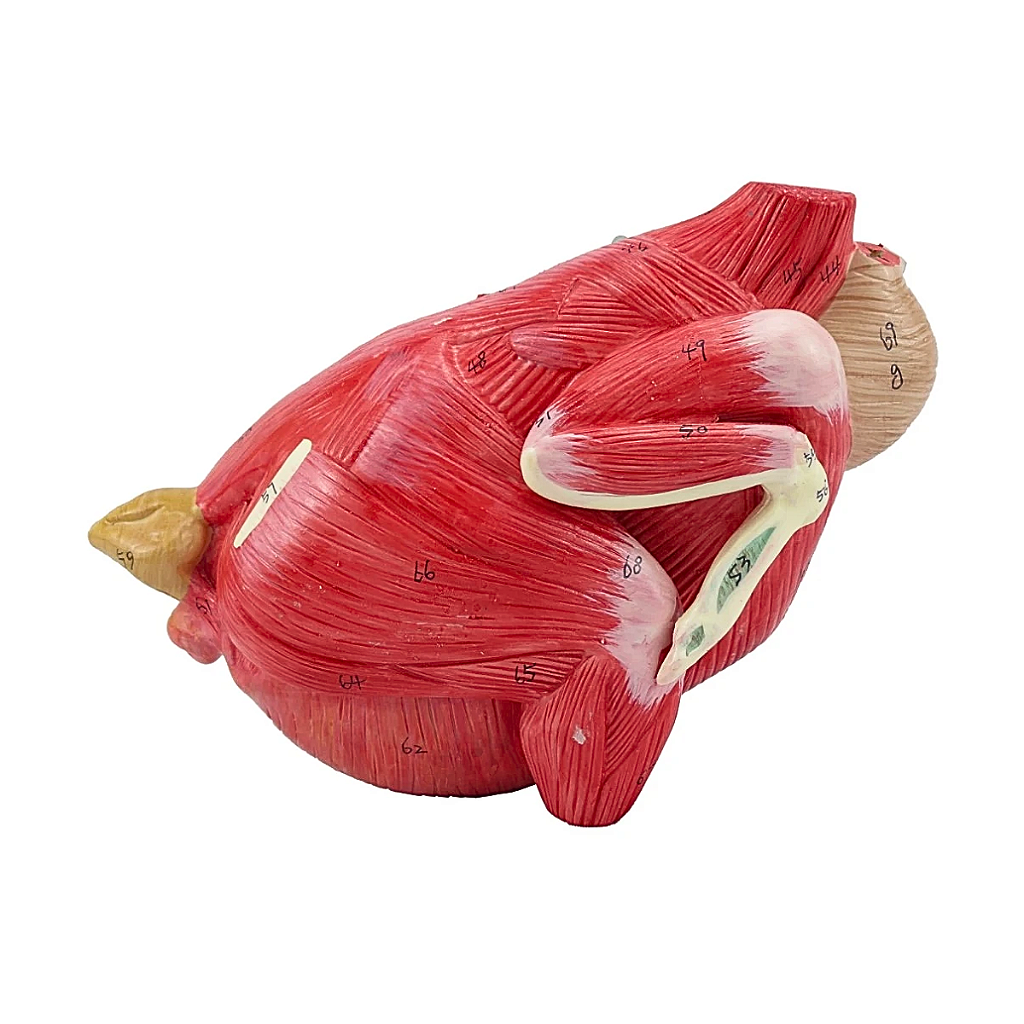 ANATOMIA DA GALINHA EM 6 PARTES - SD9300 - SDORF