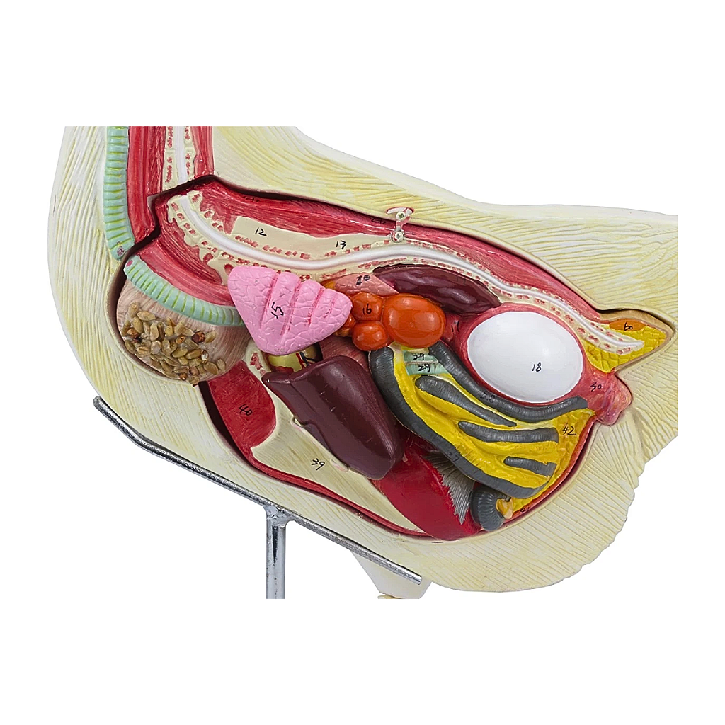 ANATOMIA DA GALINHA EM 6 PARTES - SD9300 - SDORF