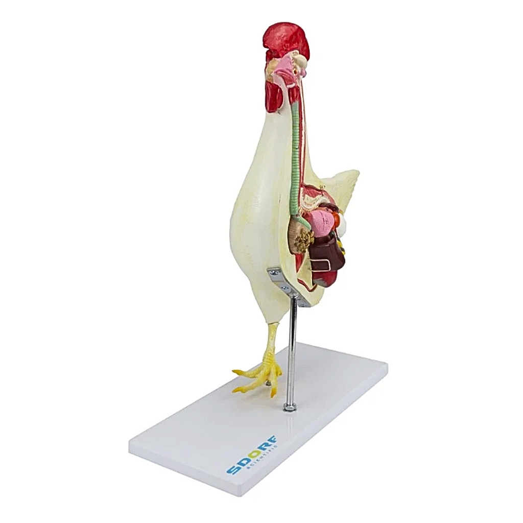 ANATOMIA DA GALINHA EM 6 PARTES - SD9300 - SDORF