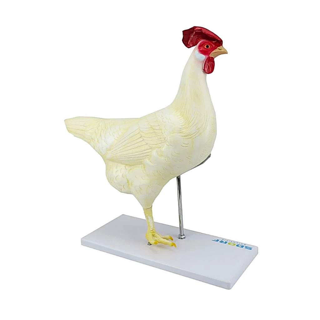 ANATOMIA DA GALINHA EM 6 PARTES - SD9300 - SDORF