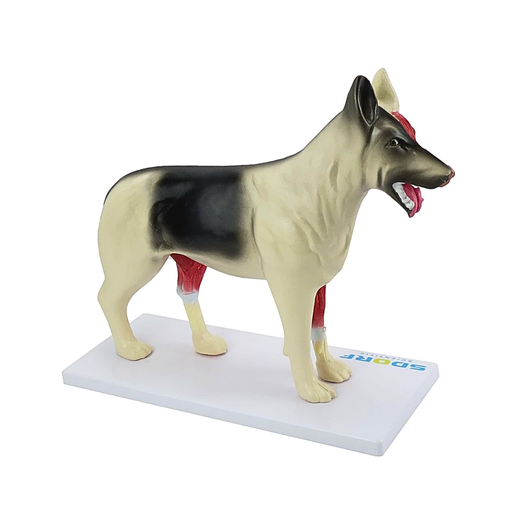 ANATOMIA DO CACHORRO EM 10 PARTES - SD9400 - SDORF