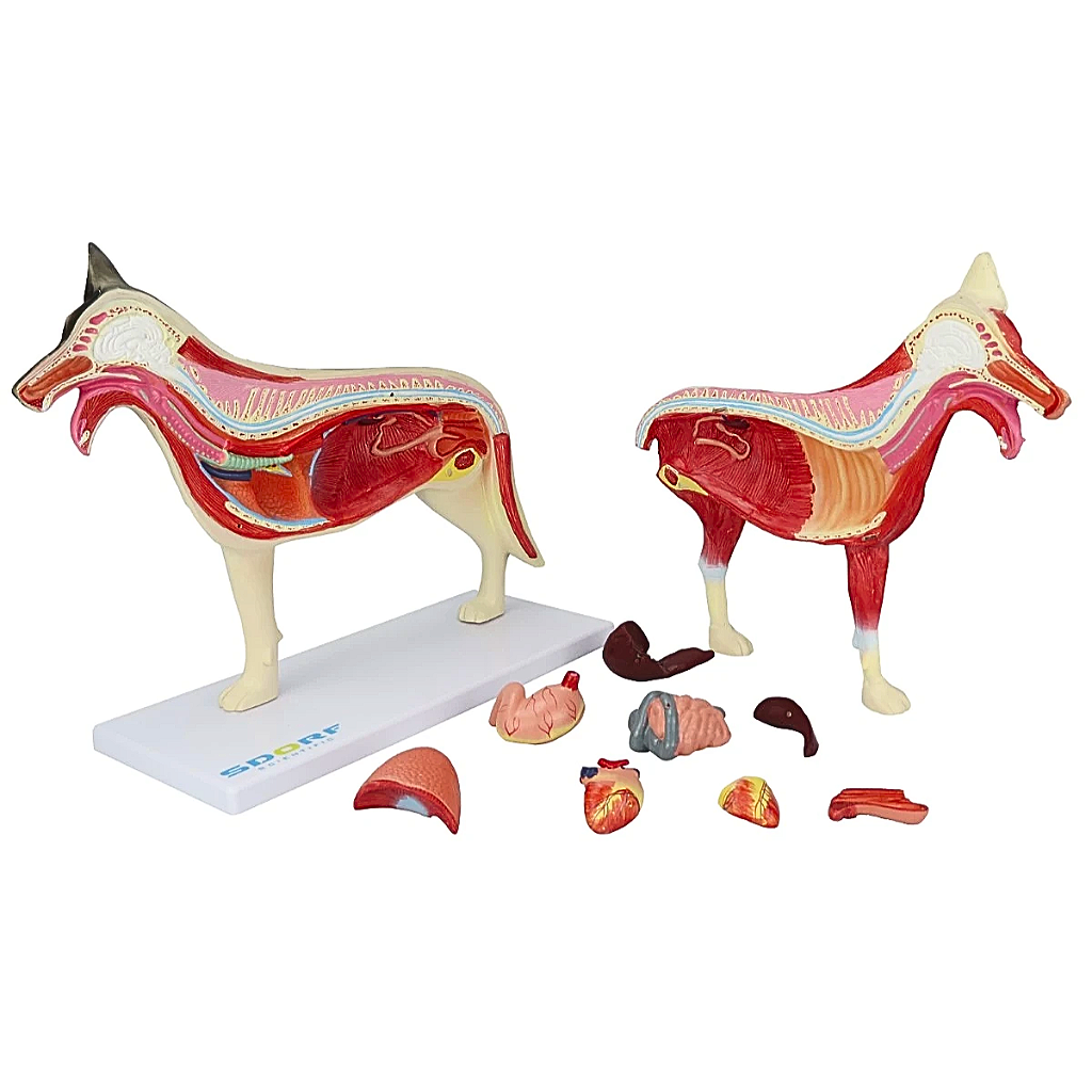 ANATOMIA DO CACHORRO EM 10 PARTES - SD9400 - SDORF