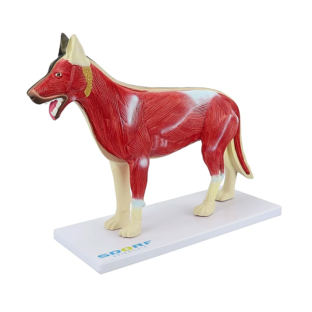 ANATOMIA DO CACHORRO EM 10 PARTES - SD9400 - SDORF