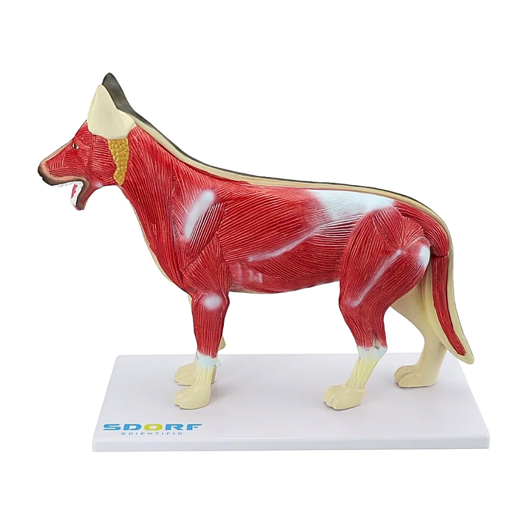 ANATOMIA DO CACHORRO EM 10 PARTES - SD9400 - SDORF