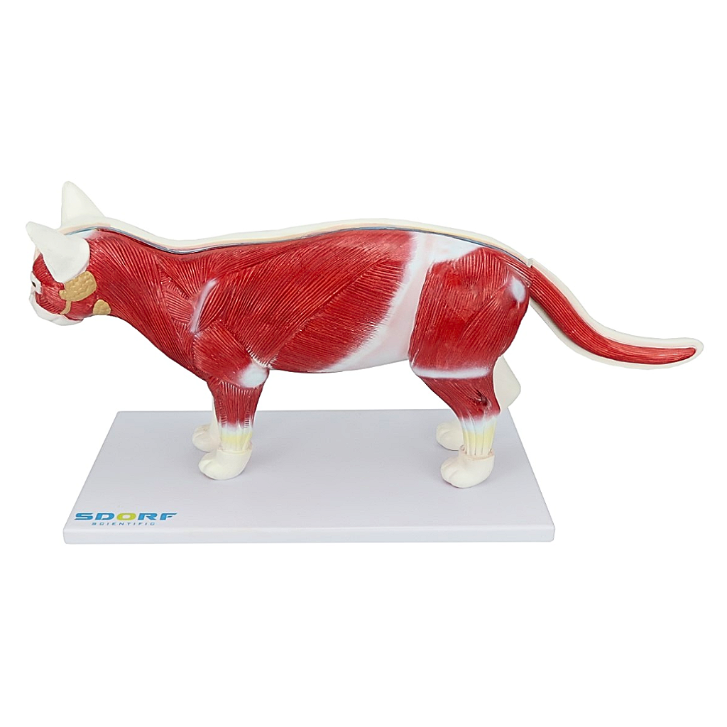 ANATOMIA DO GATO EM 12 PARTES - SD9500 - SDORF