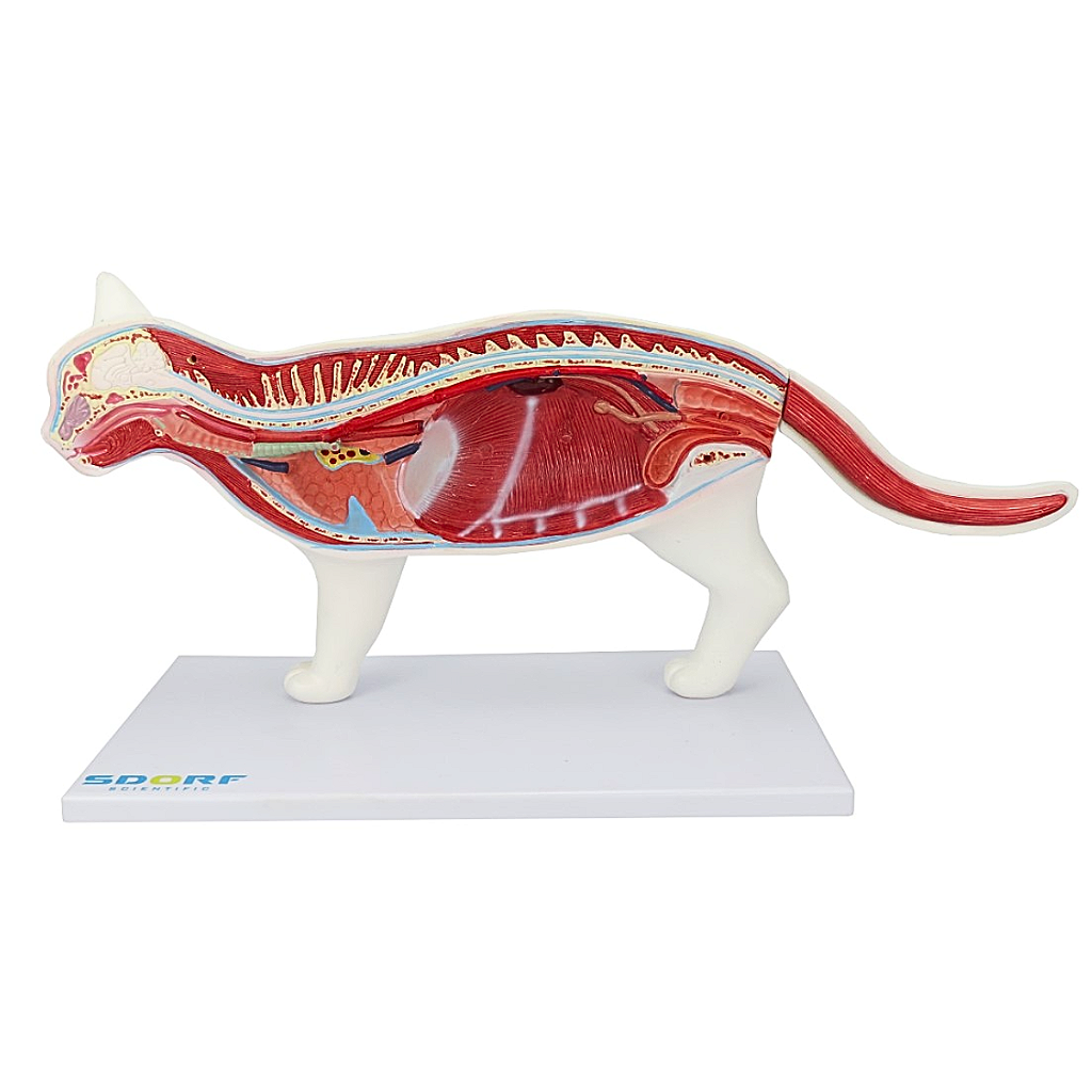 ANATOMIA DO GATO EM 12 PARTES - SD9500 - SDORF