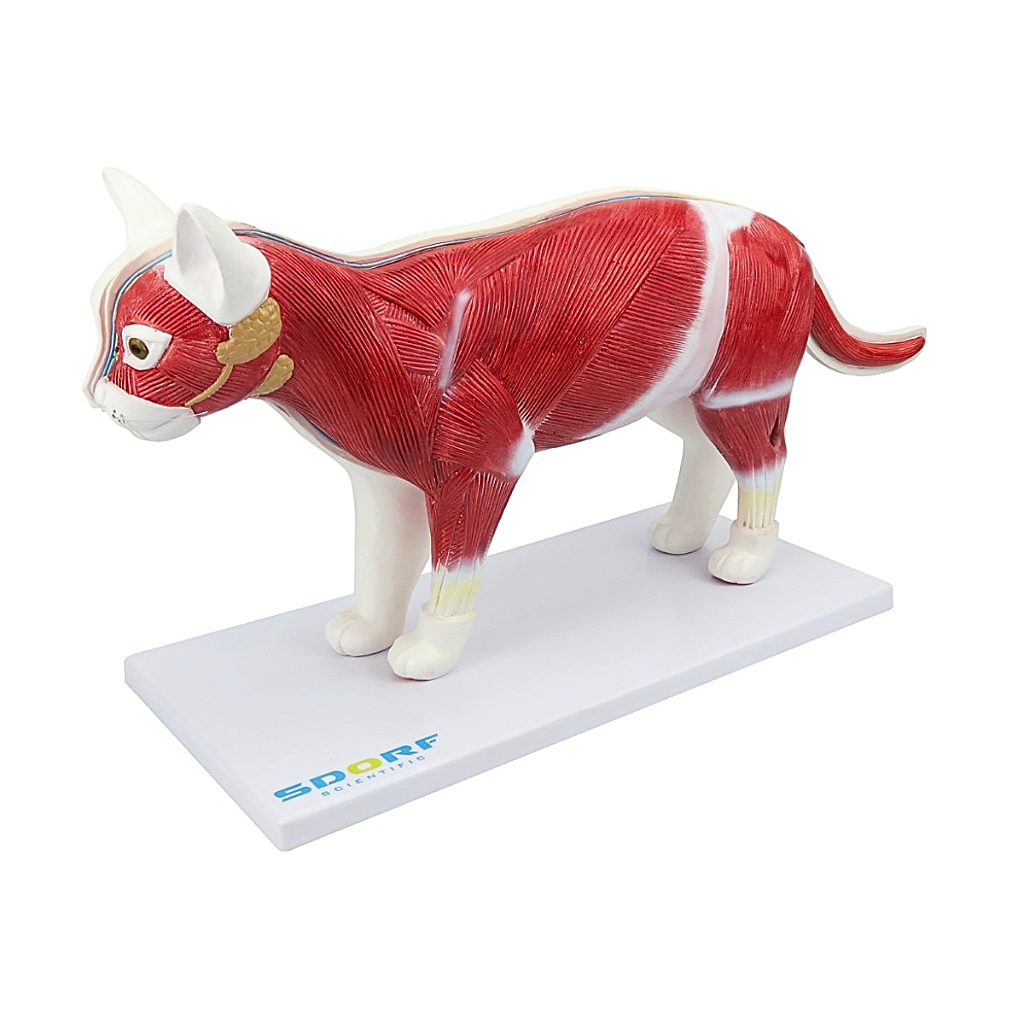 ANATOMIA DO GATO EM 12 PARTES - SD9500 - SDORF