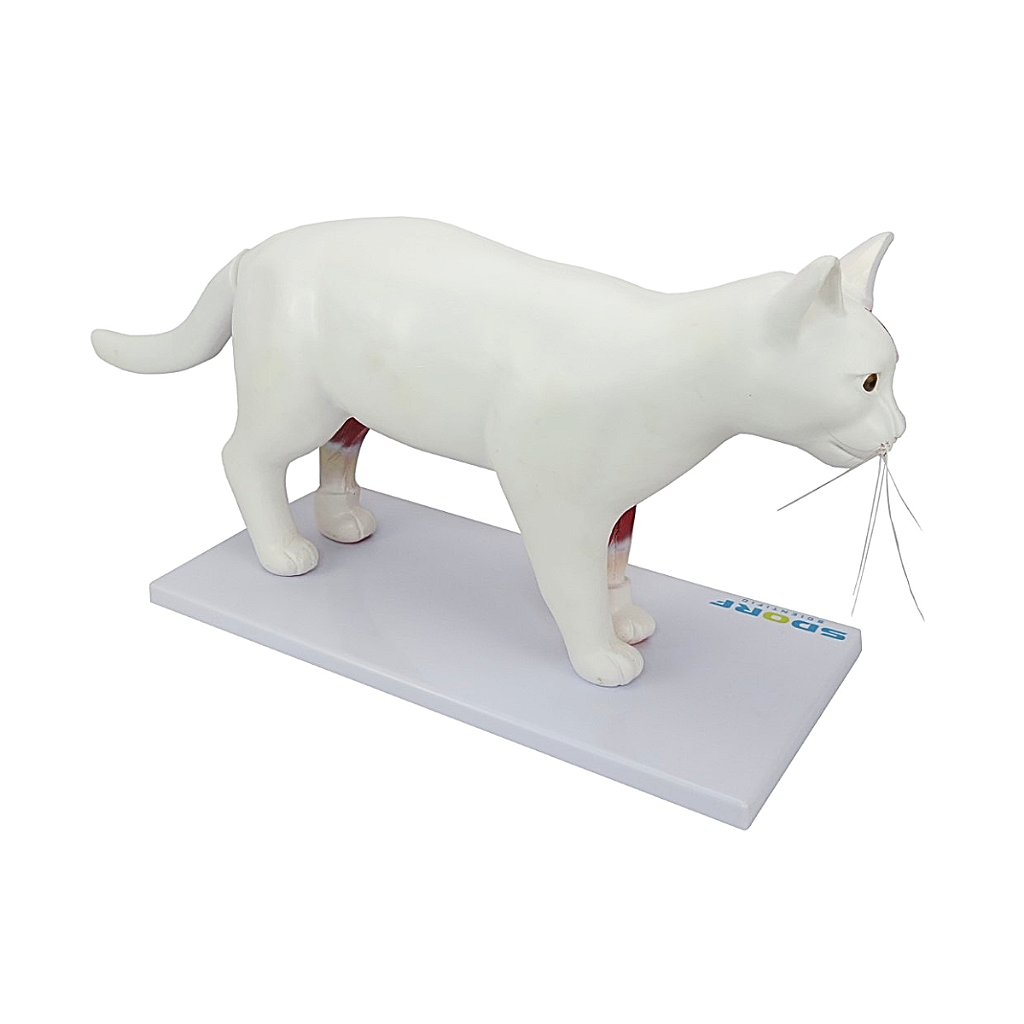 ANATOMIA DO GATO EM 12 PARTES - SD9500 - SDORF