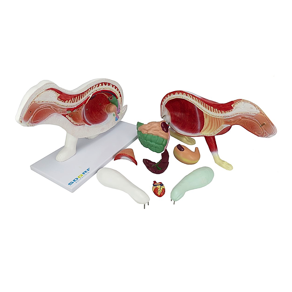 ANATOMIA DO COELHO EM 9 PARTES - SD9600 - SDORF