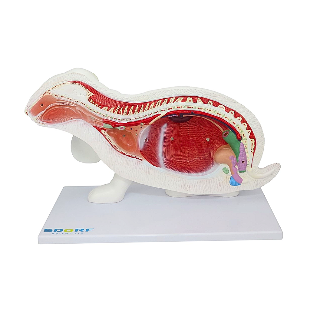 ANATOMIA DO COELHO EM 9 PARTES - SD9600 - SDORF
