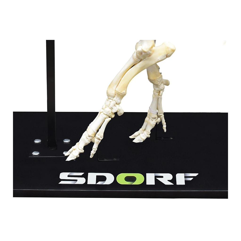 ESQUELETO NATURAL ARTICULADO DE PORCO - SD7200 - SDORF