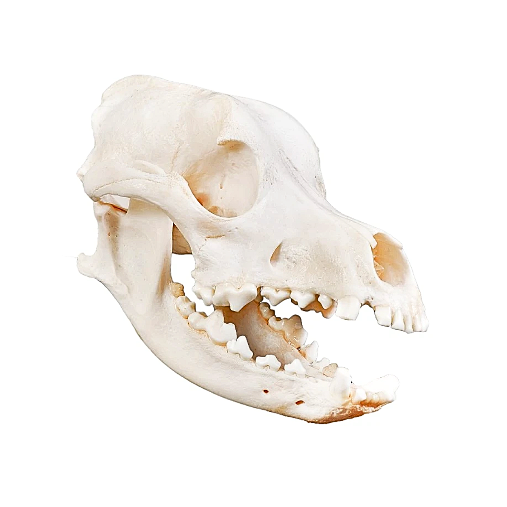 CRÂNIO NATURAL DE CACHORRO (CANIS LUPUS FAMILIARIS) - SDORF